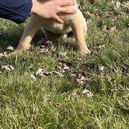 Girl 4 - Labrador Retriever puppy in Rootstown, Ohio from Blue Bandana Retrievers