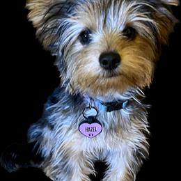 Yorkshire Terrier Puppies from Coursey’s Yorkies