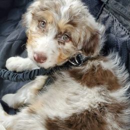 Aussiedoodle Puppies from North Mountain Doodles