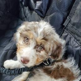Aussiedoodle Puppies from North Mountain Doodles