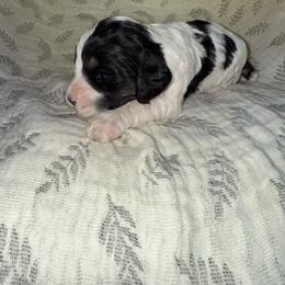 Almond Joy - Black and white female Cockapoo puppy in Tucson, Arizona from Desert Puppies
