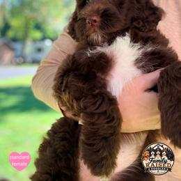 Miss Poppy - Liver and white female Springerdoodle puppy in Kendall, New York from Family Raised Doodles