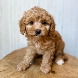 Bellini - Red female Assorted Doodle Crosses puppy in Arlington, Washington from Doodle Love Laugh