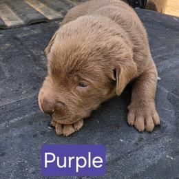 Purple - Chocolate female Labrador Retriever puppy in Anderson, Texas from TLS Retrievers