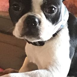 Boston Terriers from Meme's Bosties