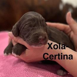 Xola-Certina - Chocolate female Australian Labradoodle puppy in Alamo, Texas from QuiSal Labradoodles