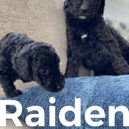 Goldendoodle Puppies from Head Over Doodles