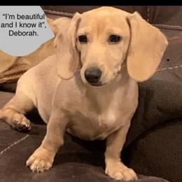Deborah - Dachshund