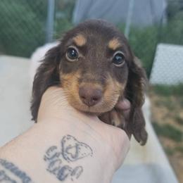 Hershey Kisses - Chocolate and tan female Dachshund puppy in Pasco, Washington from G & G Kennel