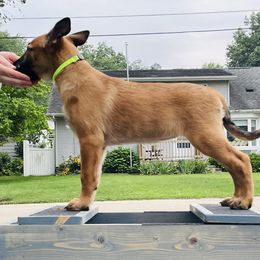 Belgian Malinois Puppies from Pyrex Kennels