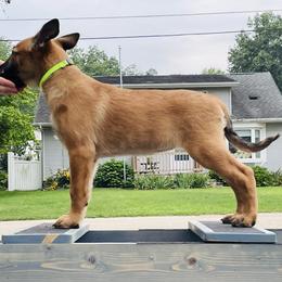 Belgian Malinois Puppies from Pyrex Kennels
