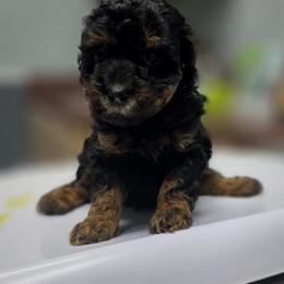 Lily - Phantom female Goldendoodle puppy in Decatur, Tennessee from Diamond's Doodles