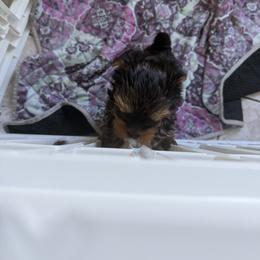 Boy 1 - Blue and gold male Yorkshire Terrier puppy in Trinity, Florida from Sassyville Yorkies
