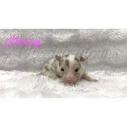 Mercy - Merle female Chihuahua puppy in Patchogue, New York from Cloudshadow Kennels