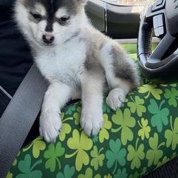 (Astro)naut - Tri-color male Pomsky puppy in Valparaiso, Indiana from Valparaiso Pomskys