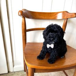 Jet - Black male Poodle puppy in Quakertown, Pennsylvania from Miniature Poodle Stud and Pups