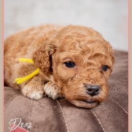 Remy - Red female Cockapoo puppy in Connersville, Indiana from Deaz Doodle Ranch