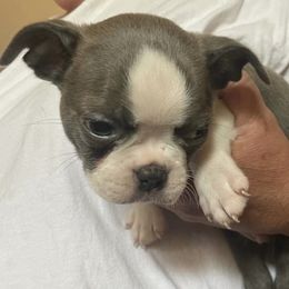 Boston Terriers and French Bulldogs from Tuxedo Bostons and French Bulldogs