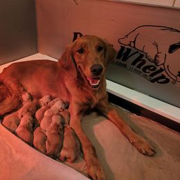 Girl 6 - Dark golden female Golden Retriever puppy in Greensburg, Kentucky from Southern Springs Goldens