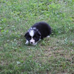 Reaper -red - Black and white female Border Collie puppy in Crawfordsville, Indiana from Rescued Dreams Border Collies