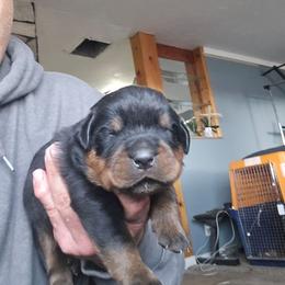 Mini - Black and mahogany female Rottweiler puppy in Salt Lake City, Utah from Snubnose Rottweilers LLC