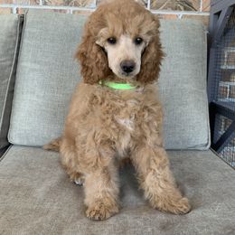 Basil - Apricot Poodle puppy in Union Grove, Alabama from Beltane Bonnies