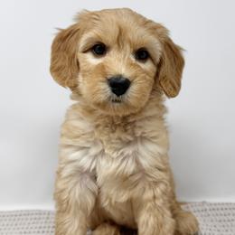 Marla - Apricot female Australian Labradoodle puppy in Sacramento, California from Little Farmstead Labradoodles