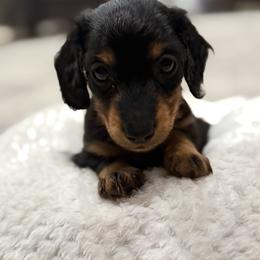 Dachshund Puppies from Southern Bloom Dachshunds