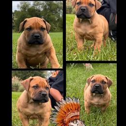 NEJI - Red male Boerboel puppy in Pennsylvania from Cold River Boerboels