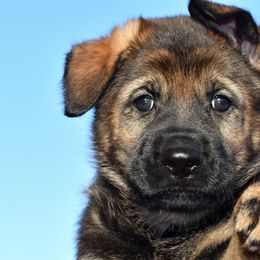Sable Female - German Shepherd puppy in Oxford, Arkansas from Atlas Shepherds