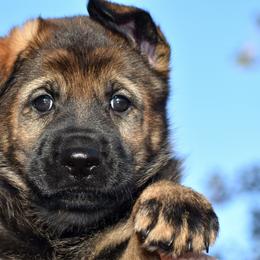Sable Female - German Shepherd puppy in Oxford, Arkansas from Atlas Shepherds