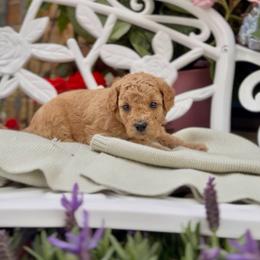 Soleil - Apricot female Cavapoo puppy in Arlington, Texas from Van Haselen Poodles and Doodles