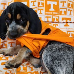 Bluetick Coonhound and Labrador Retriever Puppies from Five Oaks Retreat