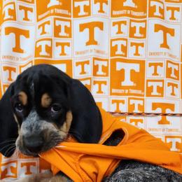 Bluetick Coonhound and Labrador Retriever Puppies from Five Oaks Retreat