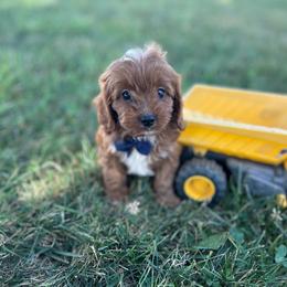 Jimmy - Red male Cavapoo puppy in Mint Hill, North Carolina from DoodleForever