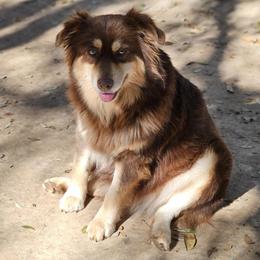 Peanut - Miniature Australian Shepherd