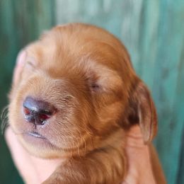 Turkey - Red male Dachshund puppy in El Paso, Texas from Mells Weenies