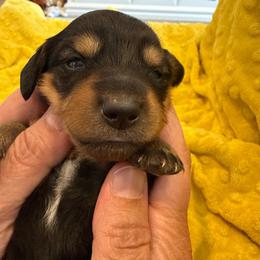 Allium- light pink collar - Black and tan female Dachshund puppy in Delta, Utah from Dix n’ Dot Dachshunds