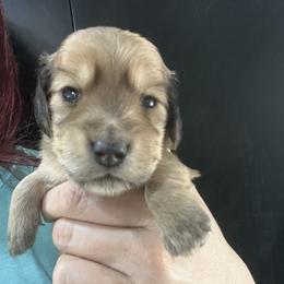 Collin Thomas - Dapple male Dachshund puppy in Bigfork, Minnesota from Dachshunds Up North