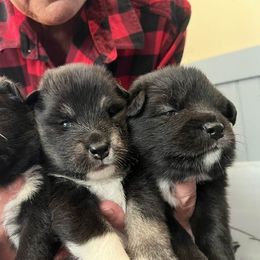 Finnish Lapphund and Leonberger Puppies from Lighthouse Lapphunds and Leos by the Sea