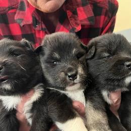 Finnish Lapphund and Leonberger Puppies from Lighthouse Lapphunds and Leos by the Sea