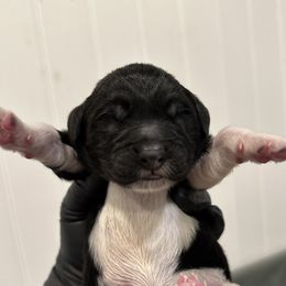 Three - White and black female Newfoundland puppy in Tully, New York from Bear Paw Newfoundlands