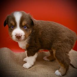 Woodrow - Red tri-color male Miniature American Shepherd puppy in Valley Springs, California from Raindance Ranch