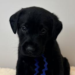 Blue Collar Black Male - Black male Labrador Retriever puppy in Gainesville, Georgia from Rucker Retrievers