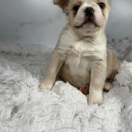 Carmela - Cream female French Bulldog puppy in Alexandria, Virginia from Boss Lady Kennel
