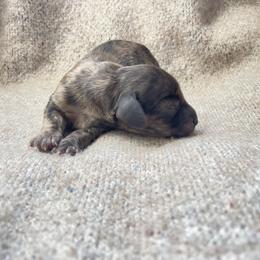 Dachshund Puppies from Rustic Dachshunds