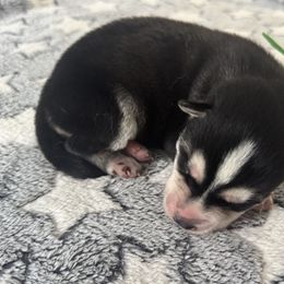 Asterope - Black and white Siberian Husky puppy in Tiverton, Rhode Island from Mount Hope Siberians