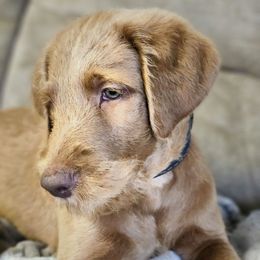 Chewie - Red male Labradoodle puppy in Lansing, North Carolina from Murphy Manor Mountain Doodles