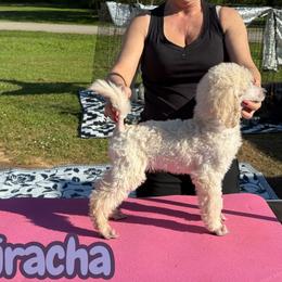 Sriracha - White female Poodle puppy in Tallahassee, Florida from Brivali Poodles
