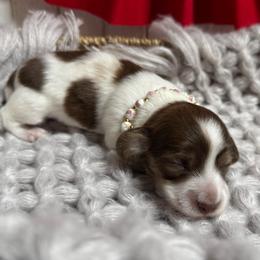 Cherie' - Piebald female Dachshund puppy in Fayetteville, West Virginia from Loop Creek Dachshunds